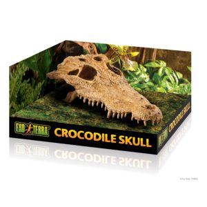 Craneo de Cocodrilo decorativo