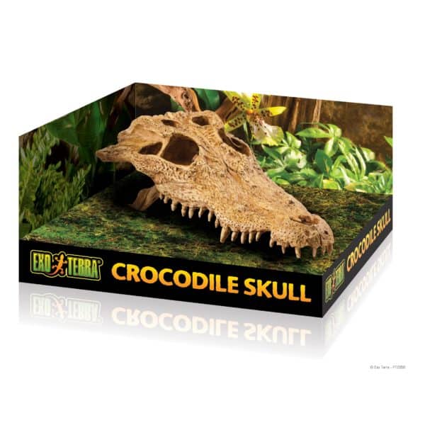 Craneo de Cocodrilo decorativo