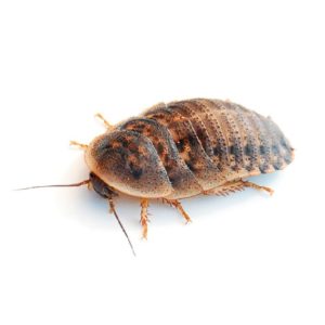 Cucaracha Dubia