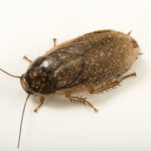 Cucaracha Lobster (Nauphoeta Cinerea)