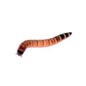 Gusano rey (Zophobas Morio)