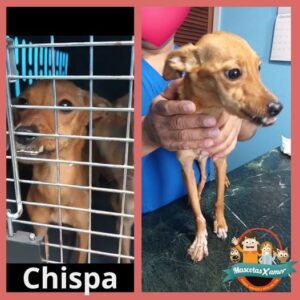 Chispa
