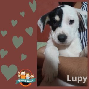 Lupy