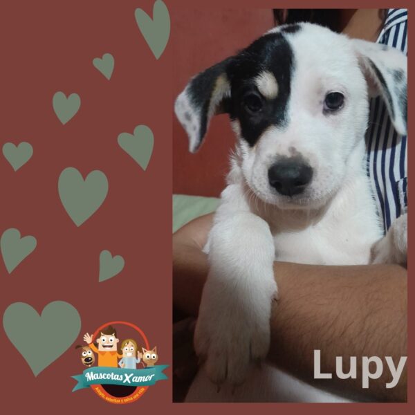 Lupy