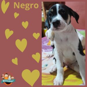 Negro