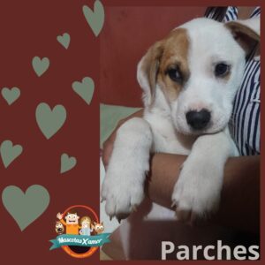 Parches