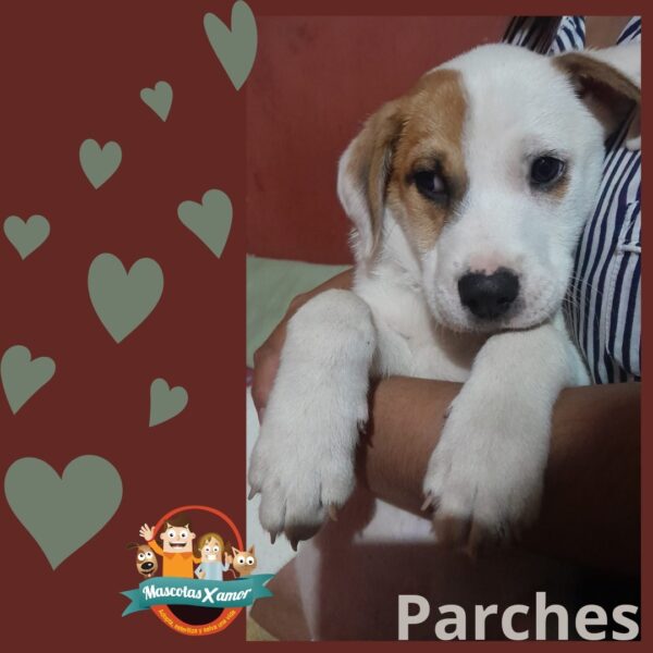 Parches