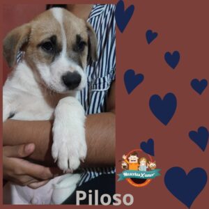 Piloso