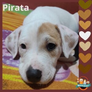 Pirata