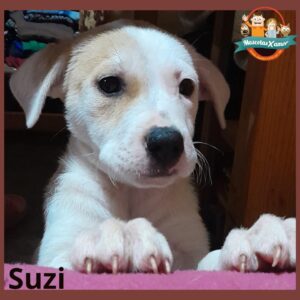 Suzi